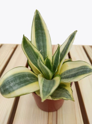 Sansewieria Golden Hahnii Trifasciata 20 Cm
