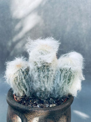 Espostoa Melanostele Pseudoespostoa 15 Cm