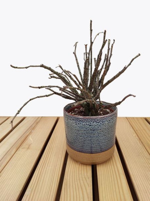 Euphorbia 'platyclada' 40 Cm