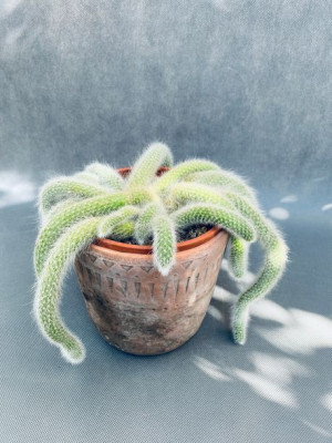Hildewintera Colademononis 25 Cm