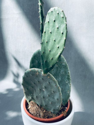 Opuntia Microdasys 40 Cm