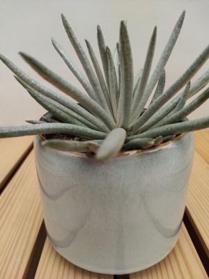 Senecio Scaposus Starzec 15 Cm