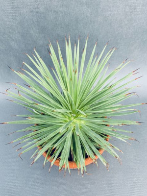 Agave Stricta 'nana' Agawa 35 Cm