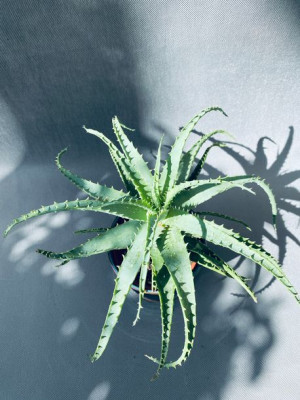 Aloe Arborescens 20 Cm
