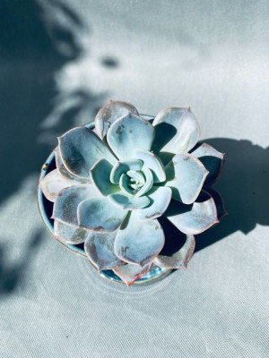 Echeveria Garoto Eszeweria 15 Cm