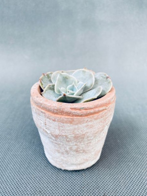 Echeveria Eszeweria Mix Mini 6 Cm