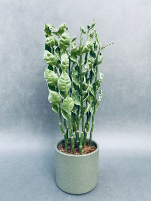Pedilanthus Tithymaloides Mystery Planet 35 Cm