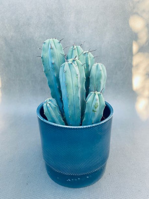 Cereus Myrtillocactus Geometrizans 25 Cm