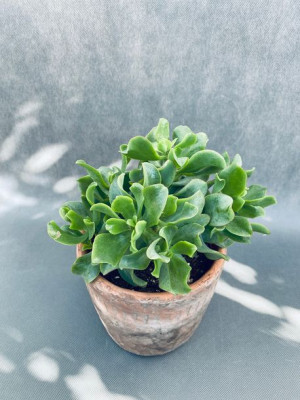 Crassula Arborescens Curly Green Grubosz 25 Cm