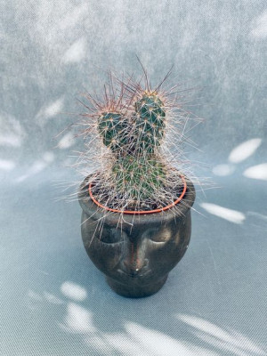 Opuntia Erinacea Opuncja 20 Cm