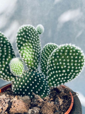 Opuntia Microdasys Albispina Opuncja 15 Cm