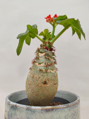 Jatropha 'podagrica' 25 Cm