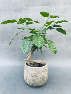 Radermachera Sinica - Drzewko 30 Cm