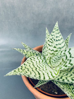 Aloe Rauhii Demi Aloes 15 Cm