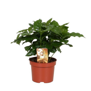 Coffea Arabica 25 Cm