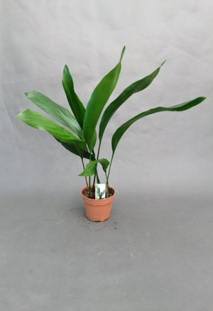 ASPIDISTRA ELATIOR Aspidistra wyniosła 50 CM