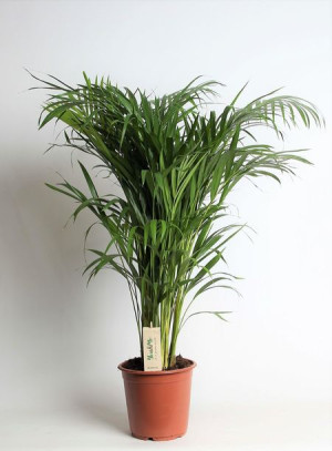 Dypsis Lutescens Chrysalidocarpus Palma Areca 120 Cm