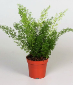 Asparagus Densiflorus 'meyers' 35 Cm