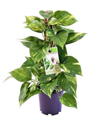 Epipremnum Pinnatum 50 Cm