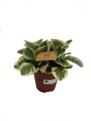 Peperomia Obt. 'obtipan Bicolor' 20 Cm