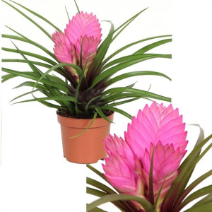 Tillandsia Cyanea 'josee' 20 Cm