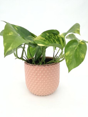 Epipremnum Aureum 25 Cm