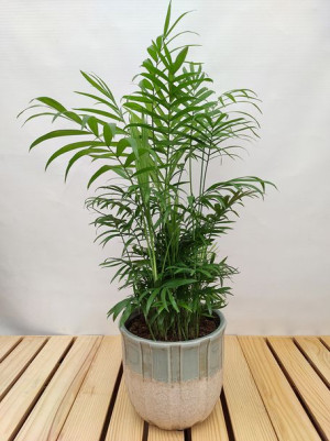 Chamaedorea Elegans Chamedora Wytworna Palma 65 Cm