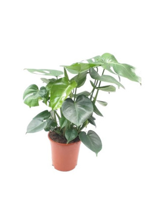 Monstera Deliciosa 70cm