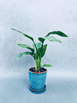 Strelitzia Nicolai Strelicja Biała 35 Cm