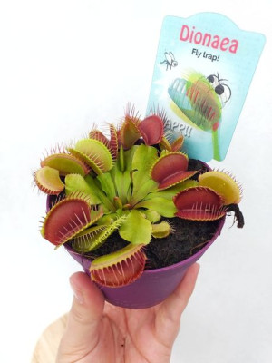 Dionaea Muscipula Vleeseters Muchołówka Amerykańska