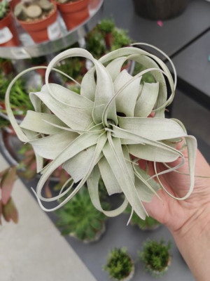 Tillandsia Xerographica Oplątwa