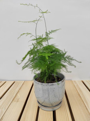 Szparag Asparagus Setaceus 35 Cm