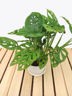 Monstera Adansonii 'leichtlinii' 35 Cm