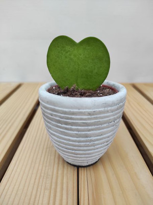 Hoja Sercowata Hoya Kerrii Mini 11 Cm