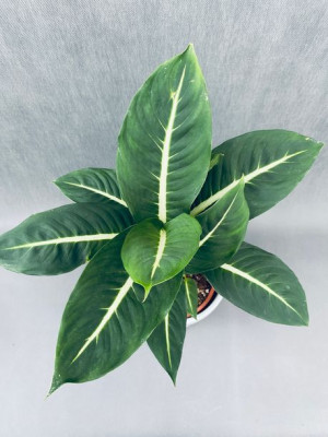 Dieffenbachia Mix Luxery 60 Cm