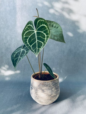 Anthurium Clarinervium 35 Cm
