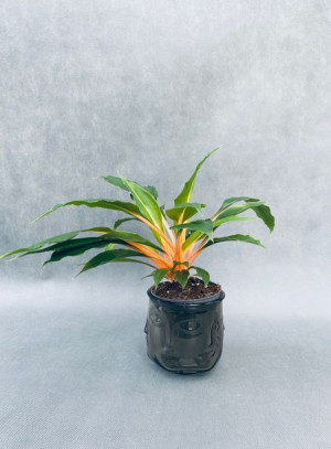 Chlorophytum Orch. Green Orange 30 Cm
