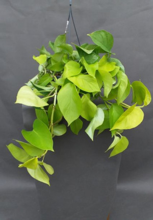 Epipremnum Pinn. 'golden Pothos' 40 Cm
