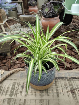 Chlorophytum Variegatum Zielistka 30cm
