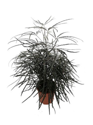 DIZYGOTHECA ELEG. SCHEFFLERA Dizygoteka wytworna 65 CM