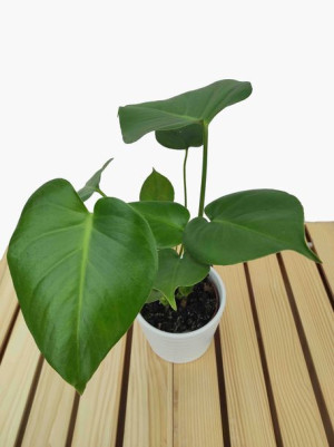 Monstera Deliciosa 45cm