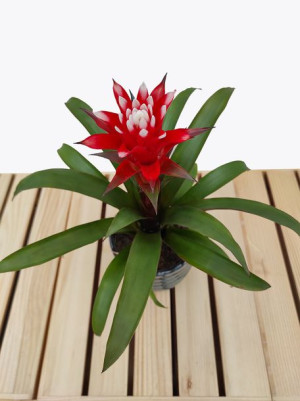 Guzmania 'hope' 40cm