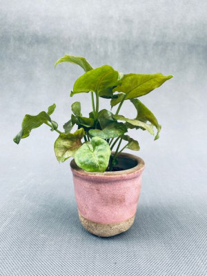 Syngonium Mini Mix 15 Cm