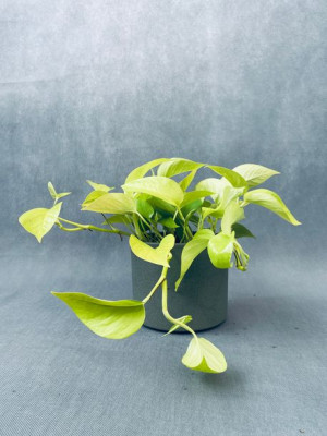 Epipremnum Pinn. 'golden Pothos' 15 Cm