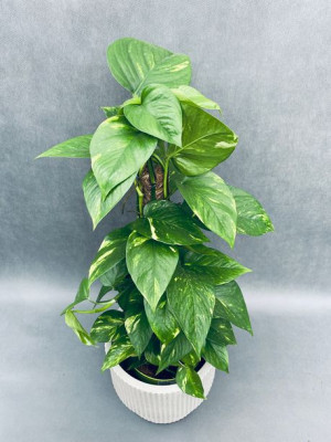 Epipremnum Pinnatum Moss Stick 70 Cm