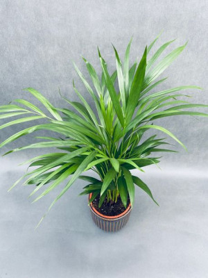 Dypsis Lutescens Palma Areka 50 Cm
