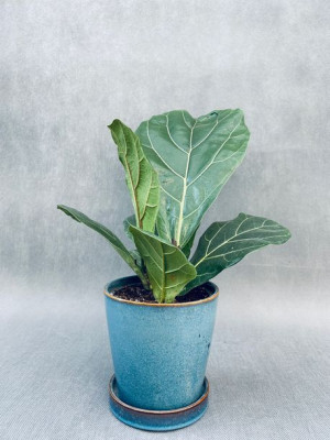Ficus Lyrata 40 Cm