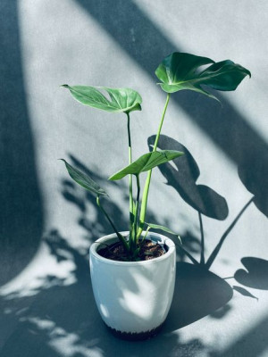 Monstera Deliciosa 60 Cm