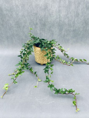 Bluszcz Hedera Helix Shamrock 35 Cm