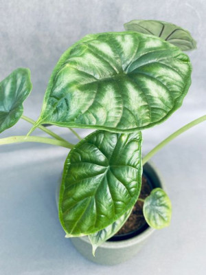 Alocasia Dragon Scale Alokazja 25 Cm